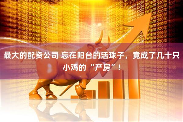 最大的配资公司 忘在阳台的活珠子，竟成了几十只小鸡的 “产房”！